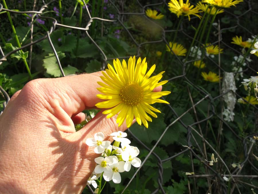 Doronicum columnae